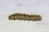 Euplagia quadripunctaria