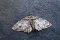 Paradarisa consonaria