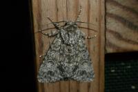 Acronicta megacephala