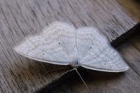 Scopula immutata
