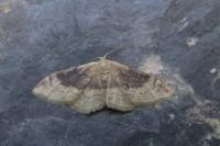Idaea degeneraria