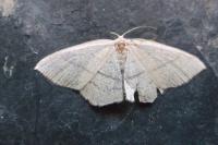 Cyclophora linearia