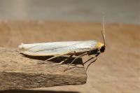 Eilema caniola