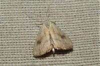 Rivula sericealis