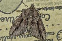 Thera cupressata