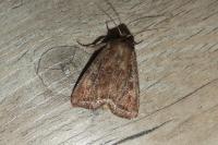 Lacanobia oleracea