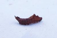 Cilix glaucata/hispanica