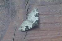 Xanthorhoe fluctuata