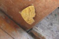 Camptogramma bilineata