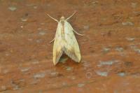 Evergestis extimalis