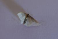 Idaea degeneraria