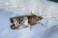 Notocelia trimaculana