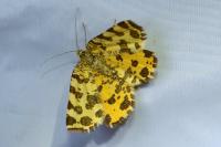 Pseudopanthera macularia