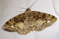 Parectropis similaria