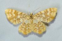 Hydrelia flammeolaria