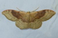 Idaea degeneraria