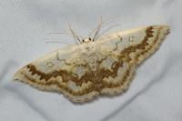 Cyclophora annularia