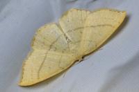 Cyclophora linearia