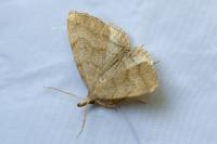 Pechipogo strigilata