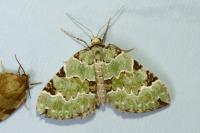 Colostygia pectinataria