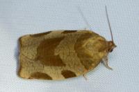 Choristoneura hebenstreitella