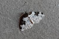 Xanthorhoe fluctuata