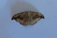 Drepana falcataria