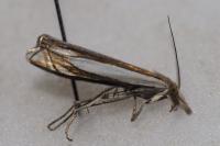 Crambus pascuella