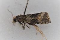 Celypha lacunana