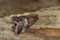 Acrobasis marmorea