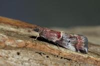 Acrobasis marmorea