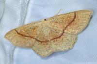 Cyclophora quercimontaria