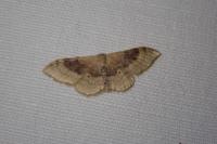 Idaea degeneraria