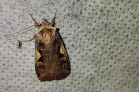 Xestia c-nigrum