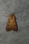 Agrotis exclamationis