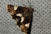Tyta luctuosa