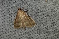 Ostrinia nubilalis/scapulalis