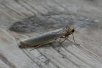 Eilema caniola