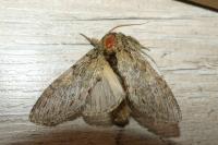 Peridea anceps