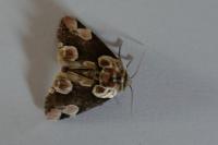 Thyatira batis
