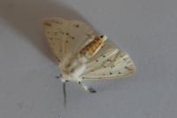 Spilosoma lubricipeda