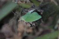 Tortrix viridana