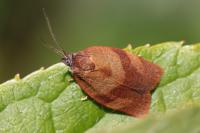 Cacoecimorpha pronubana