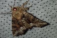 Oligia strigilis