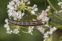 Depressaria daucella