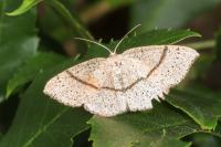 Cyclophora punctaria