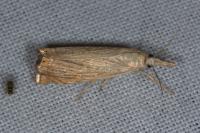 Chrysoteuchia culmella