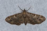 Gymnoscelis rufifasciata