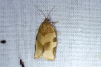 Choristoneura hebenstreitella