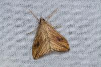 Evergestis forficalis